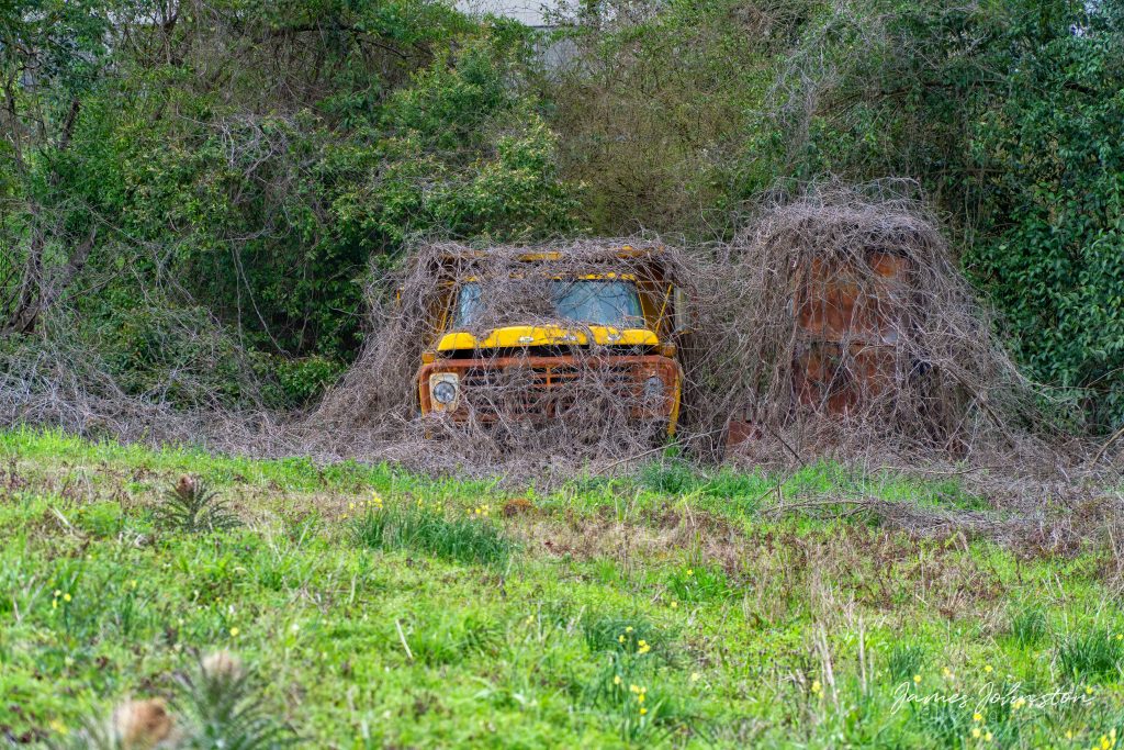 Random Picture of the Week #159: Abandoned Truck in Wesson, Mississippi